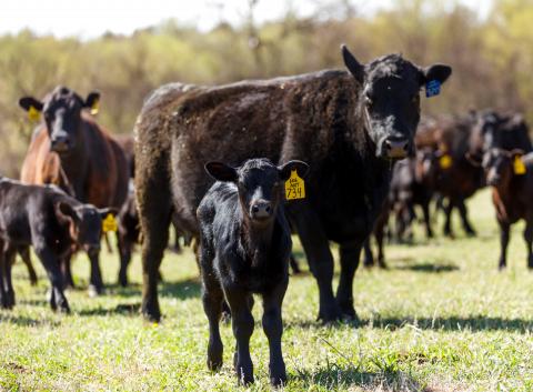 Beef cattle in the teaching herd at the Nebraska College of Technical Agriculture. (NCTA file photo)