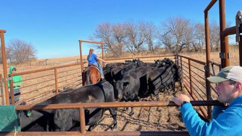 Student workers with the NCTA Ranch Crew sort and load cows from summer pasture. (Alan Taylor / NCTA photo)