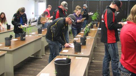 Students participate in the plant identification portion of an NCTA Crops Judging Contest. The national contest hosted in North Platte this week by the Nebraska College of Technical Agriculture in Curtis has 600 attendees. Crops and livestock judging draw the most competitors. (NCTA File Photo)