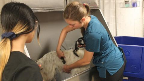Veterinary Technician students give a dog a bath in Vet Tech facilities at the Nebraska College of Technical Agriculture at the Dog Spa Day in September. (Photo by Emily Grote / NCTA