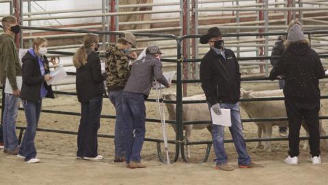Aggie Team members assist youth in judging a class of sheep during a campus contest in 2020. (Photo by E. Grote / NCTA News) 