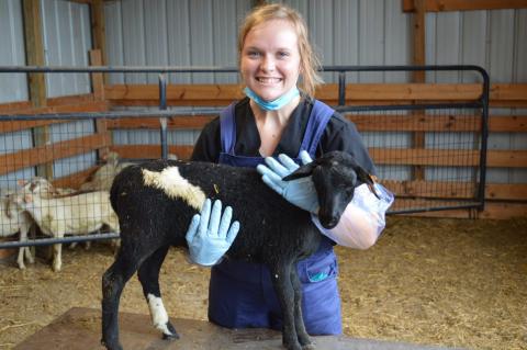 Hannah Murray, a veterinary technology student from North Bend, recently helped classmates at the Nebraska College of Technical Agriculture vaccinate lambs.  (Photo by Melody MacDonald / NCTA student)