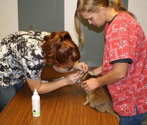 Vet tech students in an Animal Care class check a cat's ears. This fall's Pet Spa Day is Saturday. (NCTA file photo)