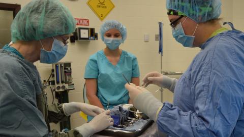 NCTA’s veterinary technician program prepares graduates for careers in animal care through their hands-on skills such as assisting NCTA professor and veterinarian Dr. Ricky Sue Barnes in surgery. (Mary Crawford / NCTA News)