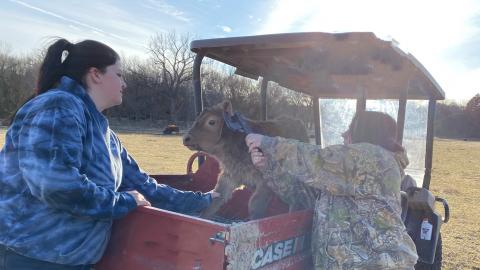 NCTA's cow herd is calving, appropriately during National Ag Week. Animals Science major Kenna Graves, left, and Veterinary Technology major Gaby Campisi, right, ear tag a calf. (Photo by Annie Bassett, NCTA animal science student