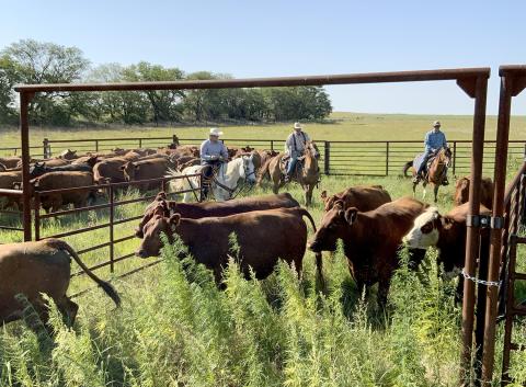 Nebraska College of Technical Agriculture students raise and manage about 60 head of cattle at the Curtis campus and a 2,100-acre ranch located west of town.