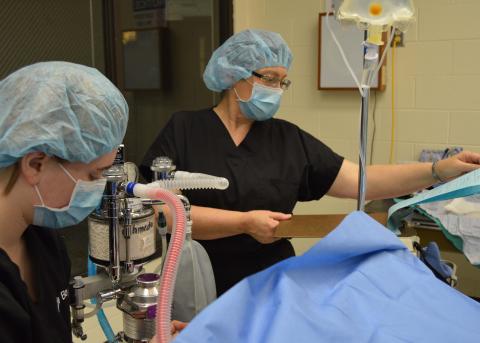 A veterinary technology student (at left) monitors anesthesia as a dog is undergoing a spay surgery at NCTA while VT Professor Barbara Berg checks the charting. Anesthesiology is one of the continuing education topics this weekend at NCTA. (Mary Crawford / NCTA photo) 
