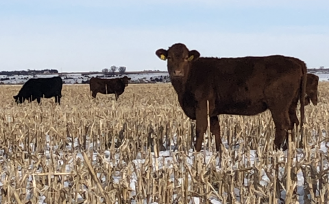 The NCTA cow herd grazes on cornstalks at the campus farm. (A. Crouse / NCTA News Photo)